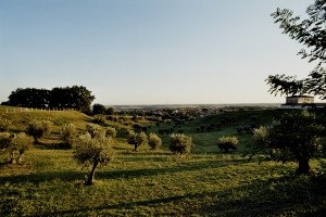 X. L' Università Agraria di Cesano: uso civico e ruralità