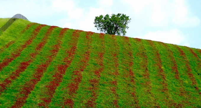 Terre di Cesano