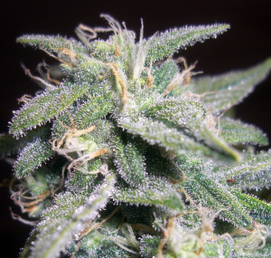 DinaFem-White-Widow__96079_zoom