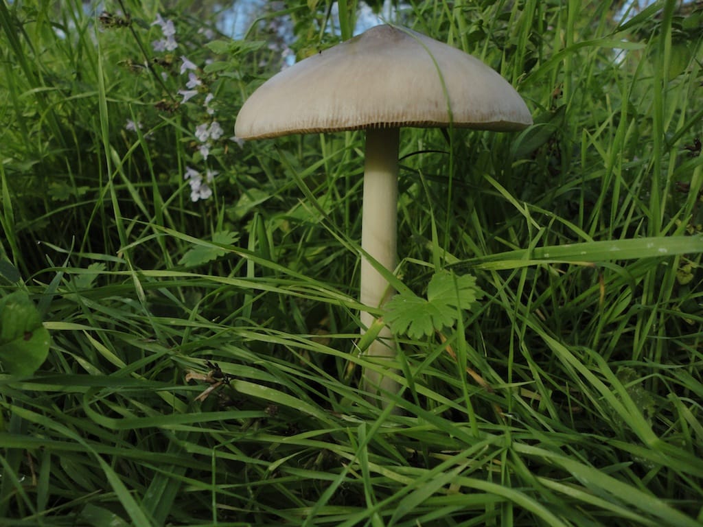 Cesano di Roma — 2012 — funghi — foto 2