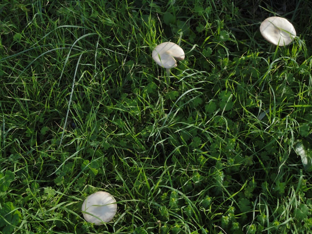 Cesano di Roma — 2012 — funghi — foto 3