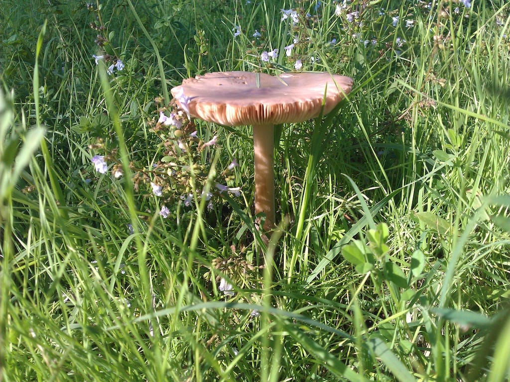 Cesano di Roma — 2012 — funghi — foto 4