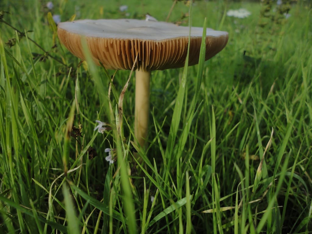 Cesano di Roma — 2012 — funghi — foto 5