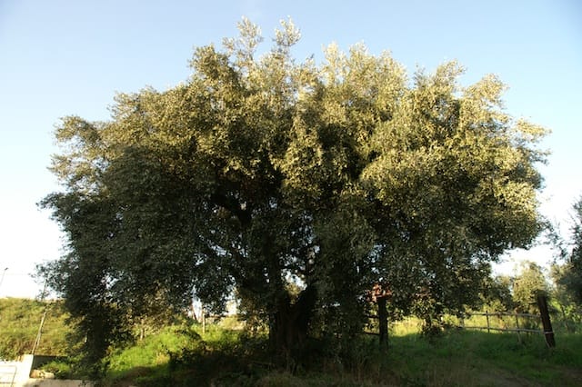 Cesano di Roma — 2012 — olio — foto 1