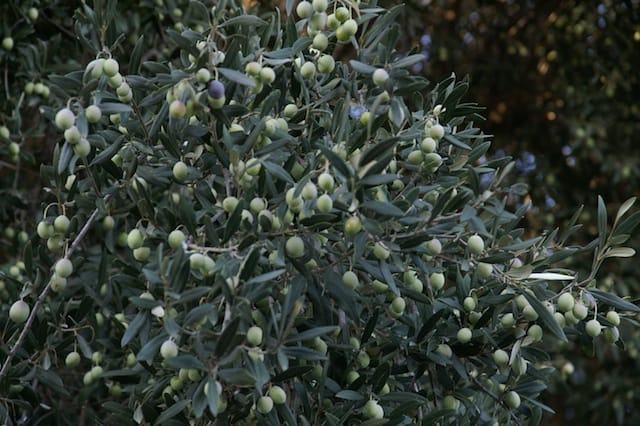 Cesano di Roma — 2012 — olio — foto 2