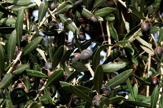 Cesano di Roma — 2012 — olio — foto 3