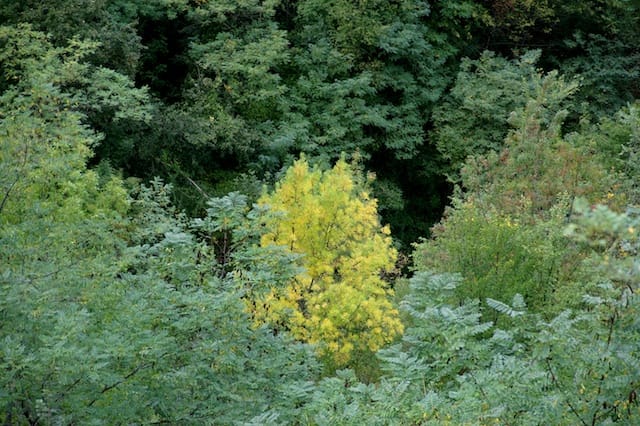 Cesano di Roma — 2012 — santuariosgabriele — foto 159