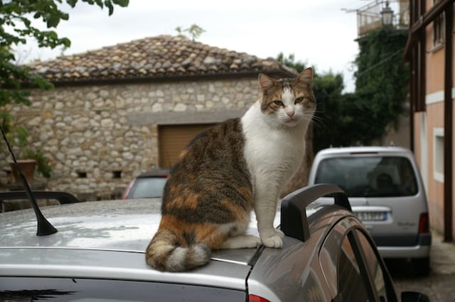 Cesano di Roma — 2012 — santuariosgabriele — foto 177