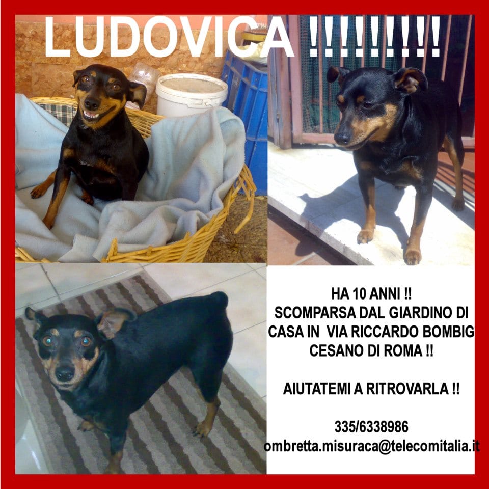 Cesano di Roma — Foto dal sito — foto 141