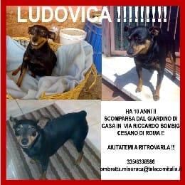 Cesano di Roma — Foto dal sito — foto 142