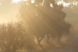 Cesano di Roma — Foto dal sito — foto 483