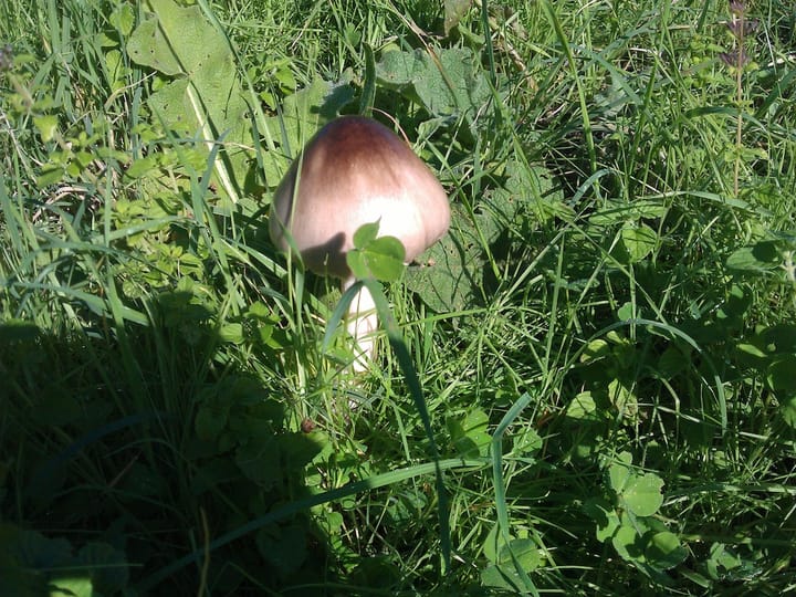 Archivio storico — 2012 — funghi