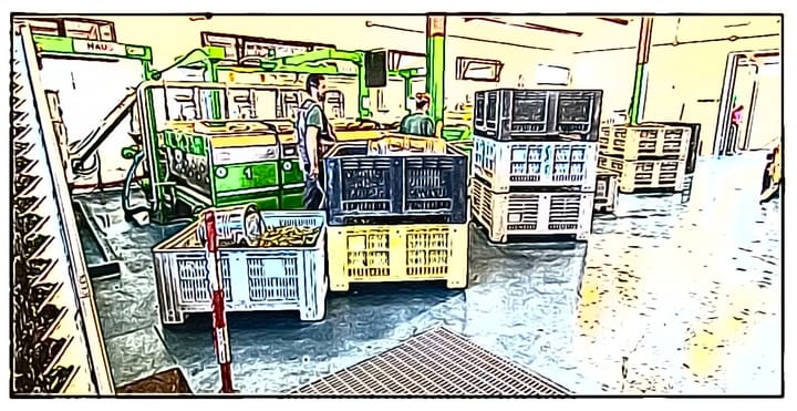 Il frantoio di Cesano è aperto da sabato