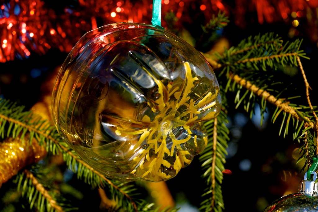 Allestimento dell'albero di Natale di Piazza Antonio Basso