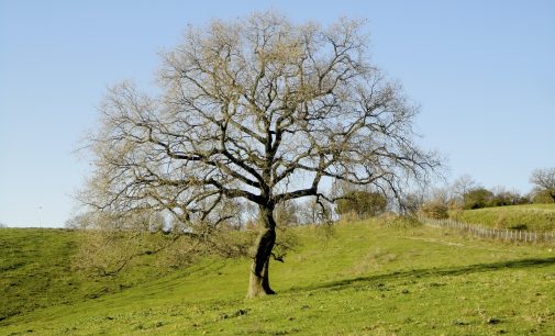 Parco del Rigo