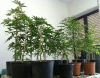 A Cesano, “Pizzicati” studenti universitari che producevano marijuana in un condominio!