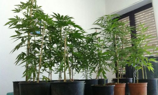 A Cesano, “Pizzicati” studenti universitari che producevano marijuana in un condominio!