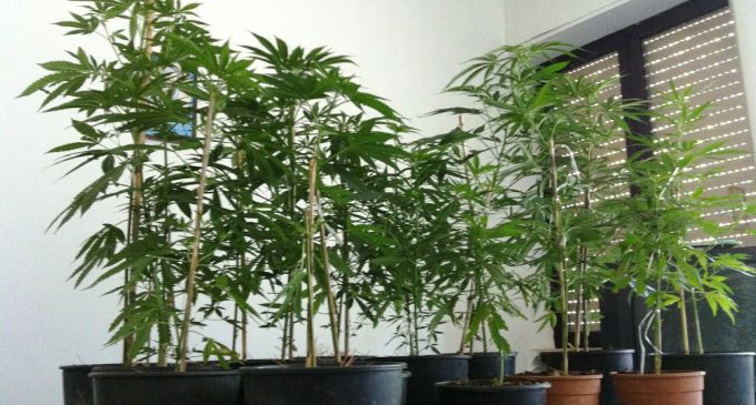 CESANO, COLTIVAVA NEL GIARDINO DI CASA 39 PIANTE DI MARIJUANA: ARRESTATO PUSHER