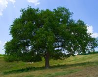 Contributo per la Festa di Primavera del 26 p.v.