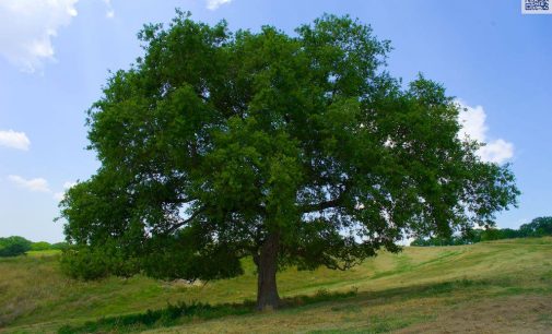 Contributo per la Festa di Primavera del 26 p.v.