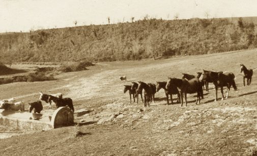 I fontanili di Cesano