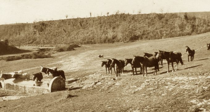 I fontanili di Cesano