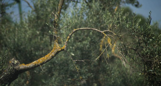 L’olivo: imparare a potarlo