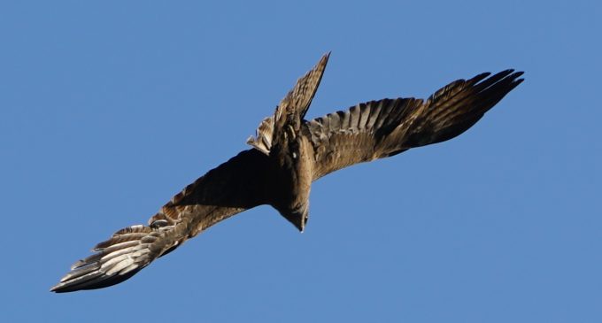 La nostra fauna dev’essere protetta