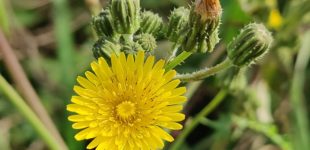 Dal compostaggio al biodigestore: lo stato attuale