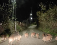 Incidente con un cinghiale?
