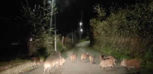 Incidente con un cinghiale?