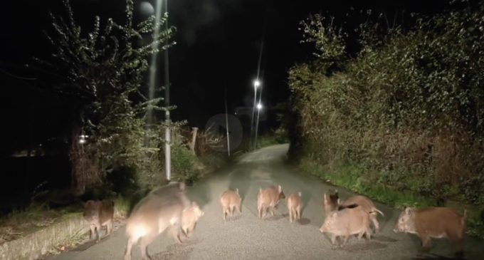 Incidente con un cinghiale?